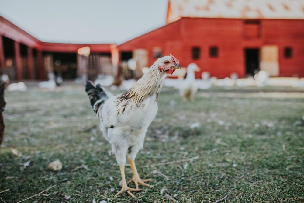 Oddfellow Inn & Farm هيلينا المظهر الخارجي الصورة